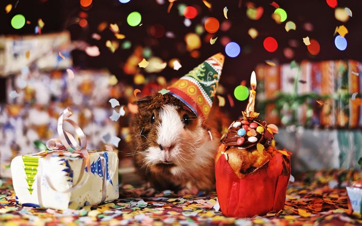Happy Birthday, hamster, first birthday, birthday cake, Birthday Party, creative, cupcake with candles, Birthday concept