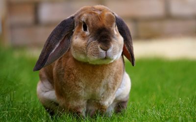 kahverengi tavşan, 4k, tatlı hayvanlar, bokeh, yeşil çimen, şirin tavşan, leporidae, tavşanlar