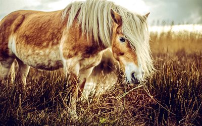kahverengi at, akşam, gün batımı, otlama, atlar, güzel hayvanlar, güzel at, kuru çim