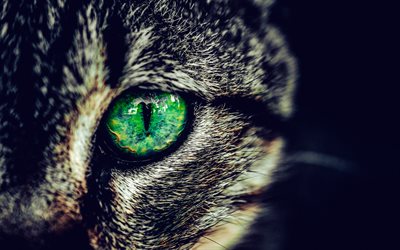 occhio di gatto verde, gatto grigio, i gatti guardano, animali domestici, bel palo, occhi stupendi, gatti