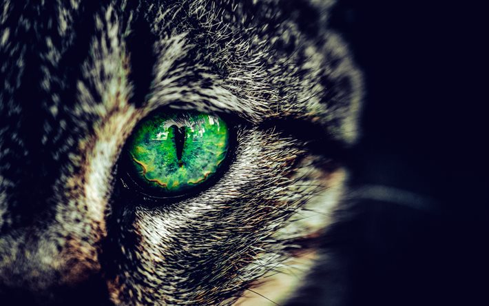 عين القط الخضراء, قطة رمادية, القطط تبدو, حيوانات أليفة, حصة جميلة, عيون جميلة, القطط
