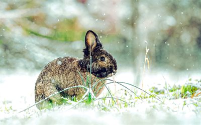 4k, 회색 토끼, 겨울, 눈, 숲, 눈 속의 토끼, 숲 동물, 토끼, 아름다운 동물