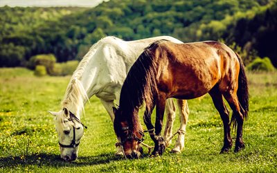 caballo blanco, prado, caballo marrón, césped verde, hermosos animales, tardecita, puesta de sol, caballos, pastar, caballos en el prado