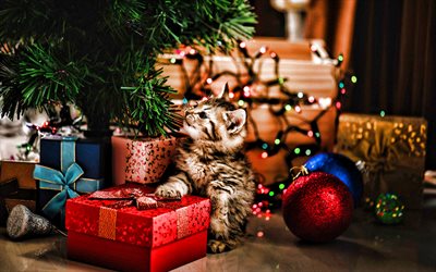 little fluffy kitten, Christmas gifts, Happy New Year, cute animals, cats, pets, Christmas tree, gray kitten