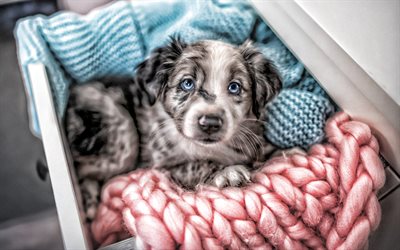 オーストラリアン シェパードの子犬, オーストラリア人, かわいい動物, 青い目の子犬, 犬, ペット, かわいい犬, オーストラリアの羊飼い, 子犬