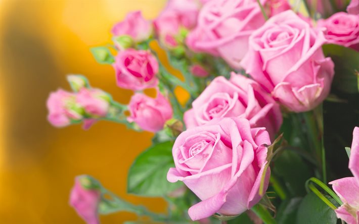 분홍색 roses, 분홍색 꽃이, 미, 꽃다발