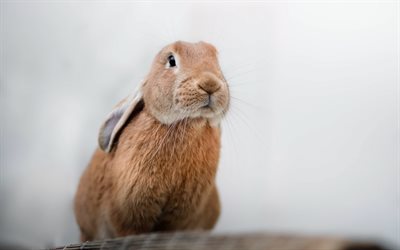 coniglio, animali, marrone coniglio