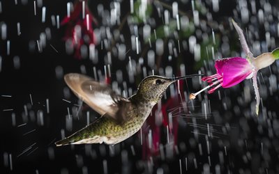 Hummingbird, little bird, rain, flowers, beautiful birds