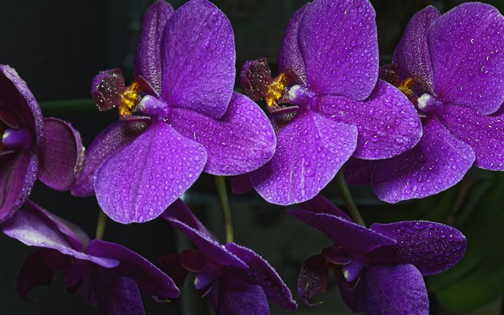 Orquídeas, flores tropicales, púrpura de orquídeas, flores de color púrpura