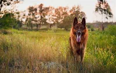 german shepherd, meadow, sunset, dogs
