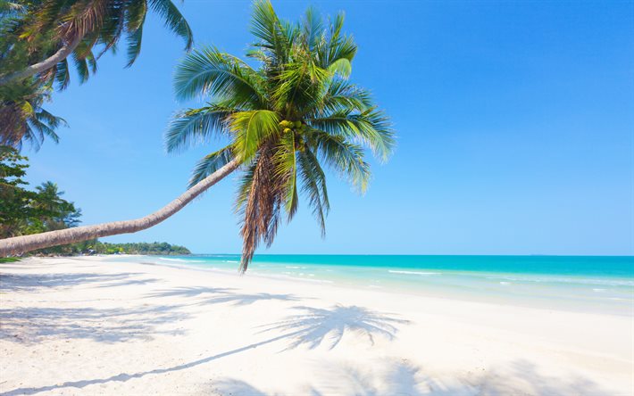 ilhas tropicais, maldivas, praia, palmeiras, areia, oceano, verão