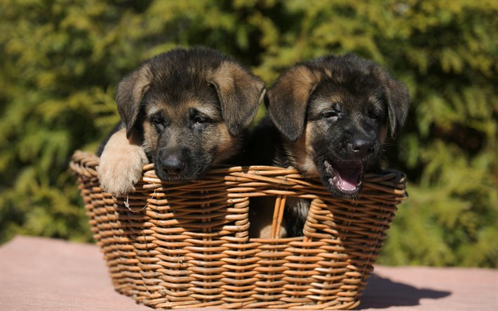 Puppies, German Shepherd, cute animals, dogs, basket
