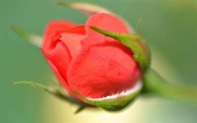 rote rose, knospe, blur, rosen