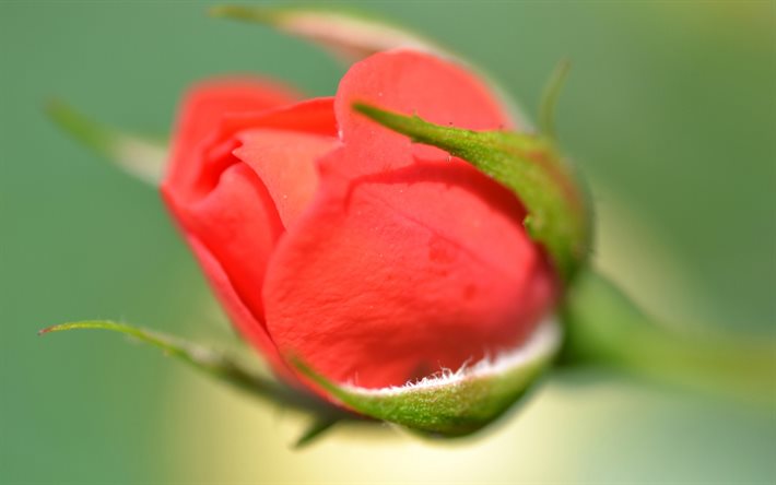 red rose, bud, blur, roses