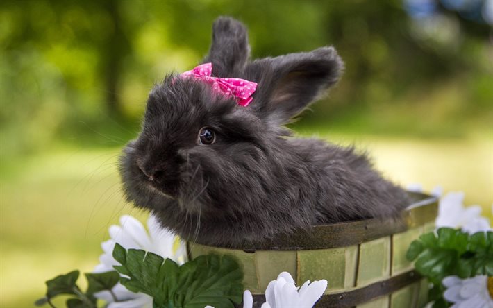 black rabbit, pink bows, bucket, blur, rabbits