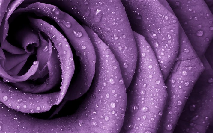 パープルローズ, rose bud, バラ, 紫色の花