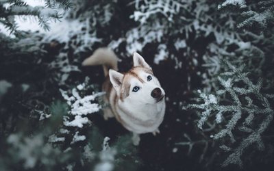 シベリアンハスキー, 冬, 犬, 森林