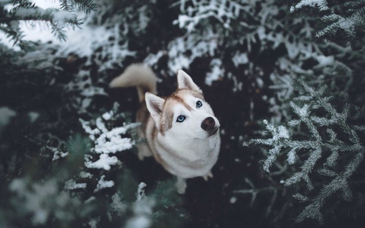 Husky de sibérie, l'hiver, les chiens, forêt