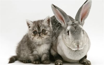 kitten and rabbit, friendship, cute animals, pets, cat, gray rabbit