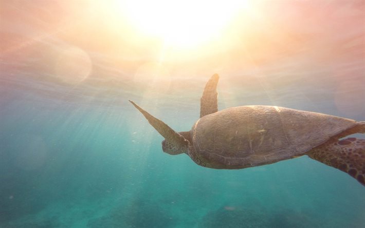 4k, undervattensvärld, sköldpadda, hav, barriärrev, sköldpadda under vattnet
