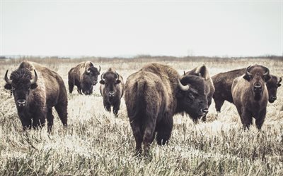 bison, herd, field, wildlife, mountains, autumn