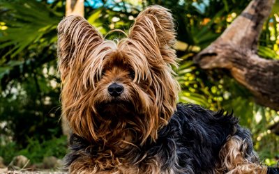 ヨークシャー-テリア, 4k, 犬, かわいい動物たち