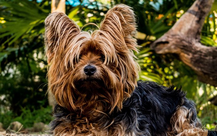 Yorkshire Terrier, 4k, dogs, cute animals