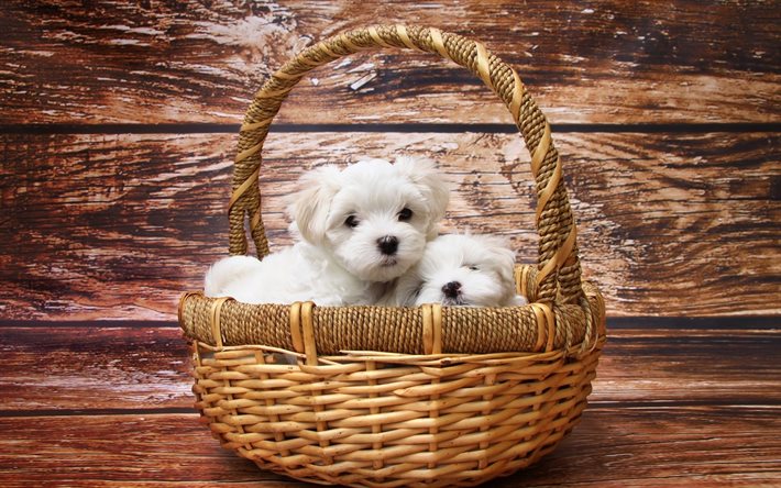 white fluffy puppies, lap dog, basket, small dogs, pets, white dogs