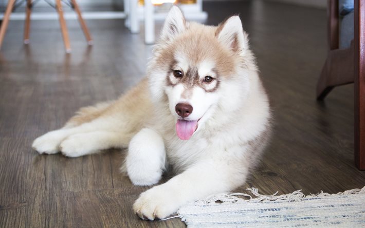 El Malamute de alaska, un pequeño perro, cachorro, de ojos azules perro
