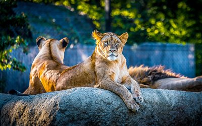 lioness, predators, dangerous animals, lions