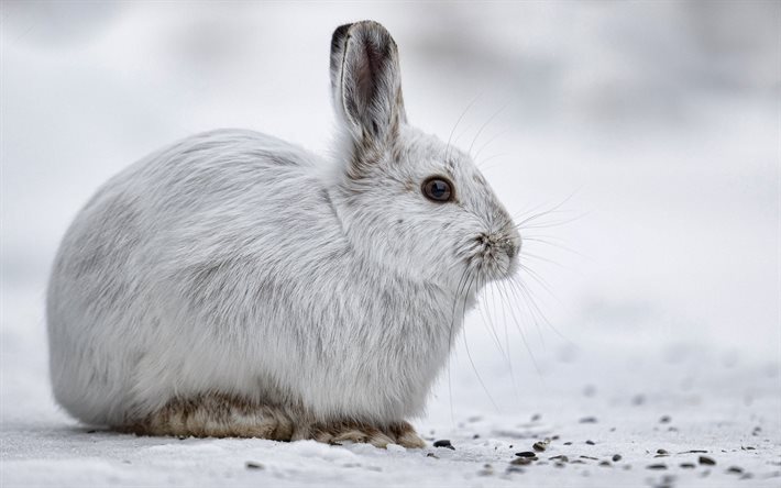 सफेद खरगोश, बर्फ, सर्दी, वन, खरगोश, जंगली जानवर, वन्यजीव, जंगल के जानवर, बर्फ में खरगोश