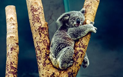 koala su un ramo, piccolo koala, simpatici animali, koala addormentato, marsupiali, australia, animali selvaggi, animali selvatici, koala