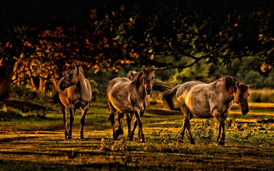 hevoslauma, ilta, auringonlasku, hevoset, villieläimiä, metsä, ruskeat hevoset, maatila