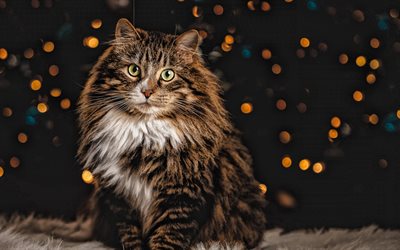 Maine Coon, gray fluffy cat, bokeh, evening lights, cute cats, cute animals, pets, cats, Maine Cat, American Forest Cat