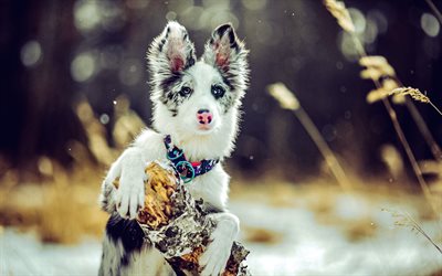 aussie, valkoinen musta pentu, australianpaimenkoira, pieni koira, söpöjä pentuja, söpöjä eläimiä, koirat, talvi, lumi