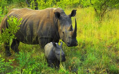 rinocerontes, áfrica, mãe e bebê