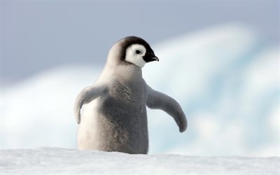 penguen, yavru, kar, Antarktika