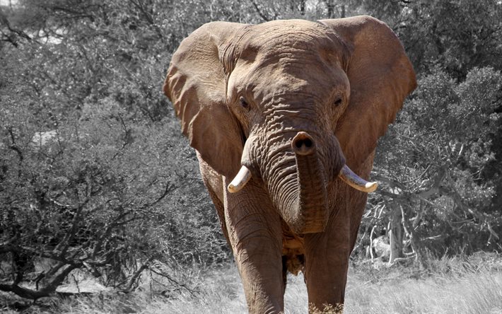 elephant, africa, black and white background, savannah