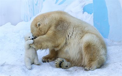 les ours polaires, ours, ours en peluche, de la neige
