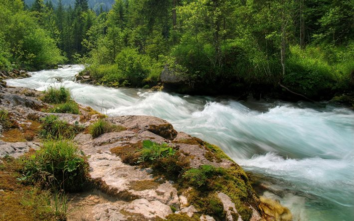 mountain stream, fast river, forest, mountain, summer
