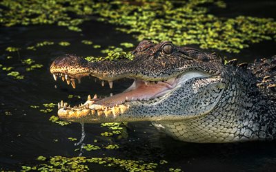 alligator, reptil, räuber, fluss, afrika