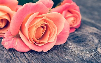 ピンク色のバラ, 古いボード, ブーケのバラの花, ピンクの花, バラ