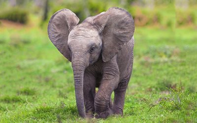 elefanten, afrika, dem kleinen elefanten, blur, wildlife