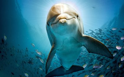 delfín, mar, pez, submarino, los delfines