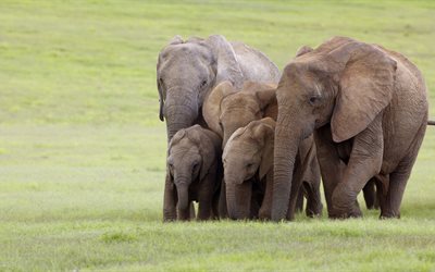 Aile filler, sevimli hayvanlar, filler, Güney Afrika, Addo Ulusal Fil Parkı