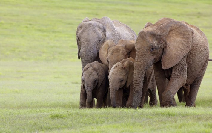 La familia de los elefantes, animales lindos, elefantes, sudáfrica, Nacional Addo Elephant Park