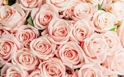 4k, rosas de color rosa, macro, rosa flores, rosas, ramos de rosas, flores hermosas