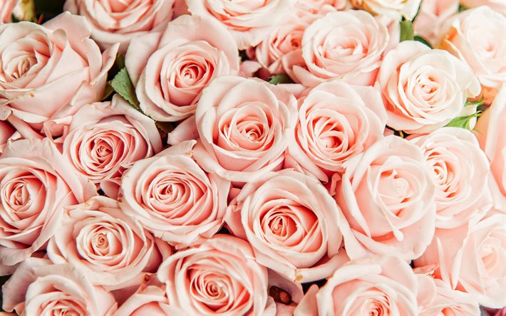 4k, rosas cor de rosa, macro, flores cor de rosa, rosas, buquê de rosas, lindas flores