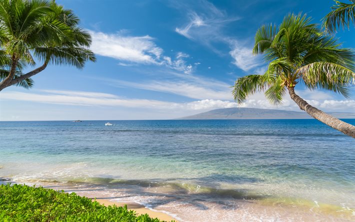 Hawaii, costa, mar, palmeras, tropical, América, estados UNIDOS
