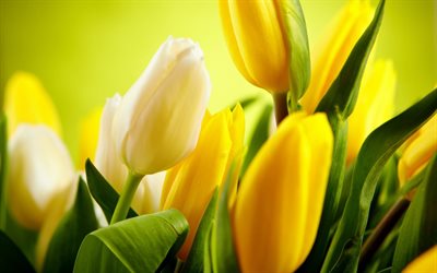 macro, yellow tulips, buds, bouquet